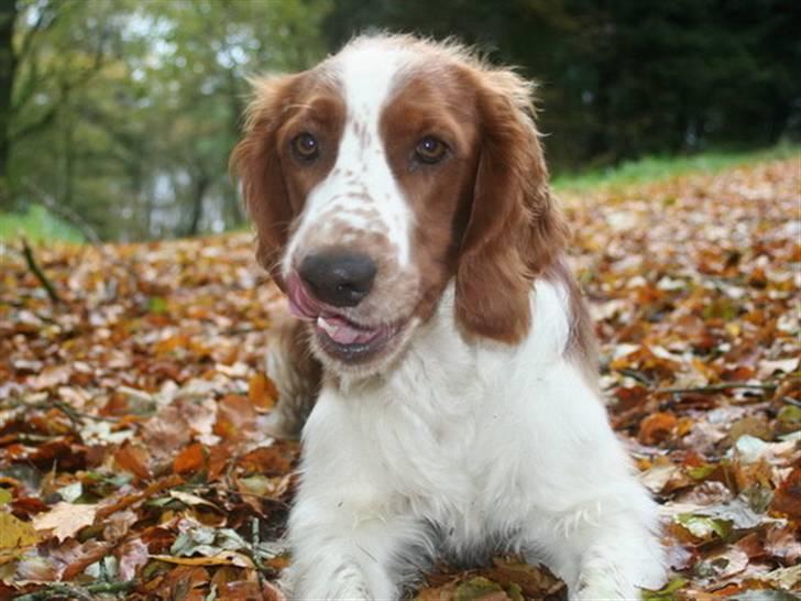 Welsh springer spaniel Oskar - Oskar på skovtur billede 1