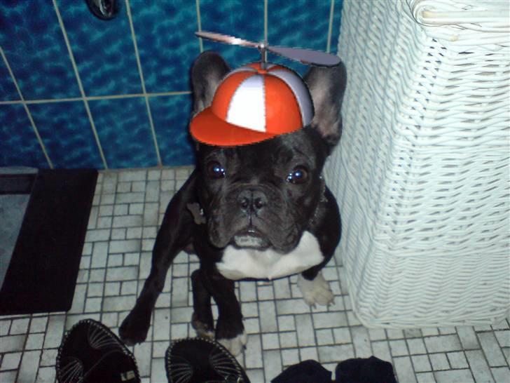 Fransk bulldog Bastian (BASTER) oprindel billede 2