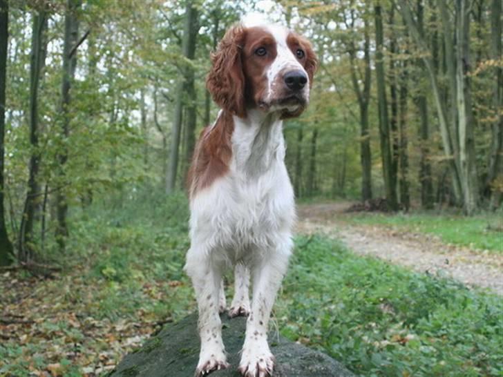 Welsh springer spaniel Oskar - Balance billede 2