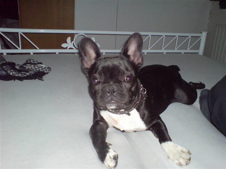 Fransk bulldog Bastian (BASTER) oprindel billede 3