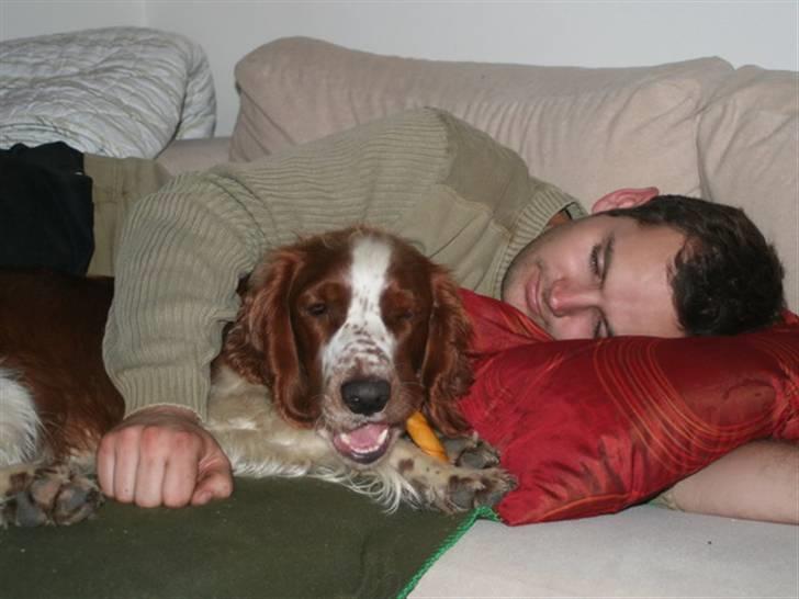 Welsh springer spaniel Oskar - Så skal der hygges billede 3
