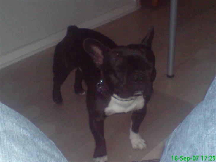 Fransk bulldog Bastian (BASTER) oprindel billede 5