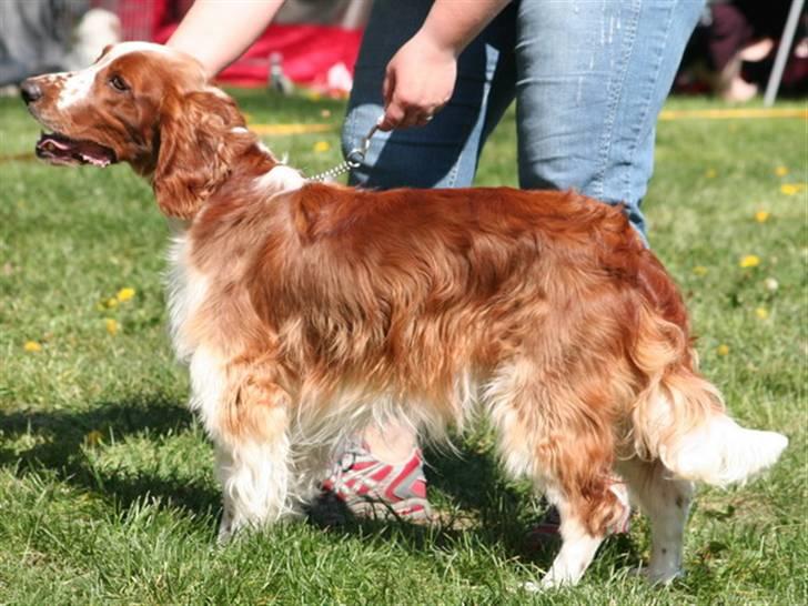 Welsh springer spaniel Oskar - Oskars første skue billede 4