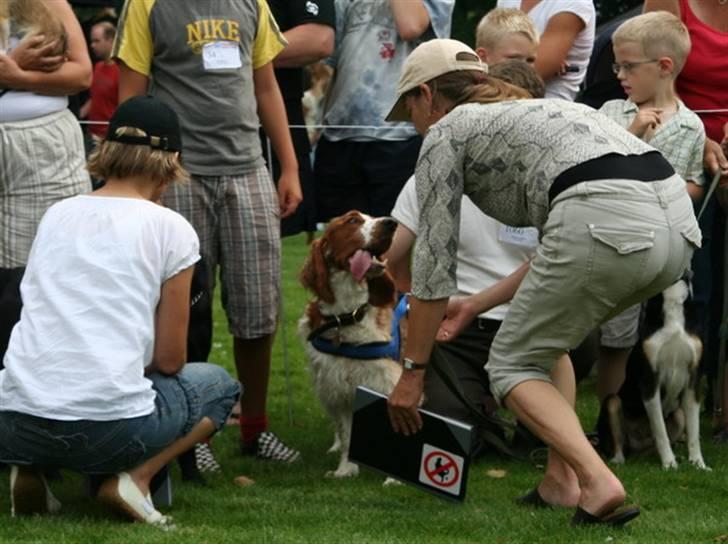 Welsh springer spaniel Oskar - Oskar til DKs sødeste hund i Viborg billede 5