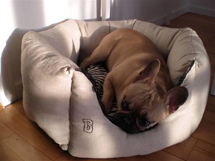 Fransk bulldog Ludvig - Ludvig sover lur i sin nye kurv. billede 1