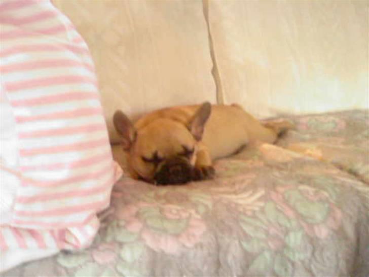 Fransk bulldog Ludvig - Ludvig sover lur på sofaen i sommerhuset. billede 2