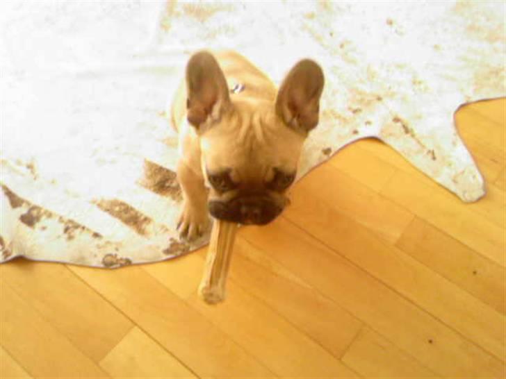 Fransk bulldog Ludvig - Ludvig med hans ben. billede 3