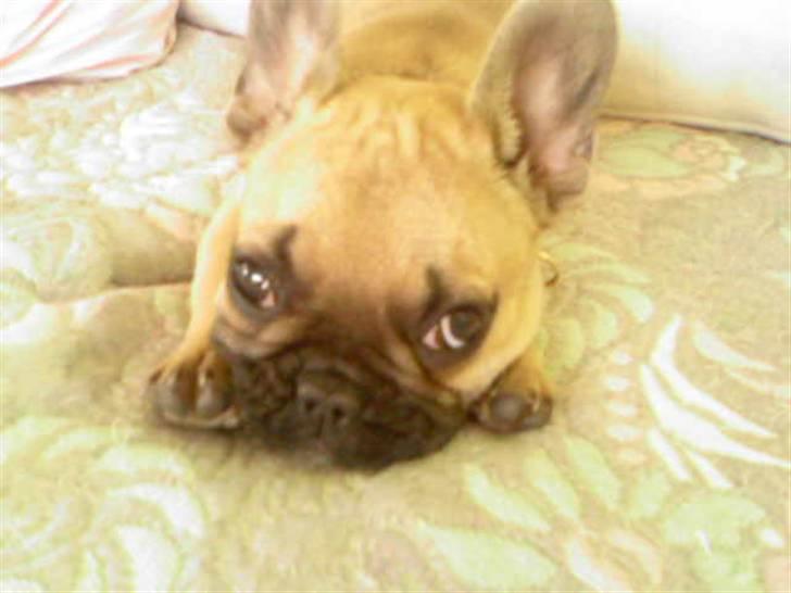 Fransk bulldog Ludvig - Ludvig som er meget træt. billede 4