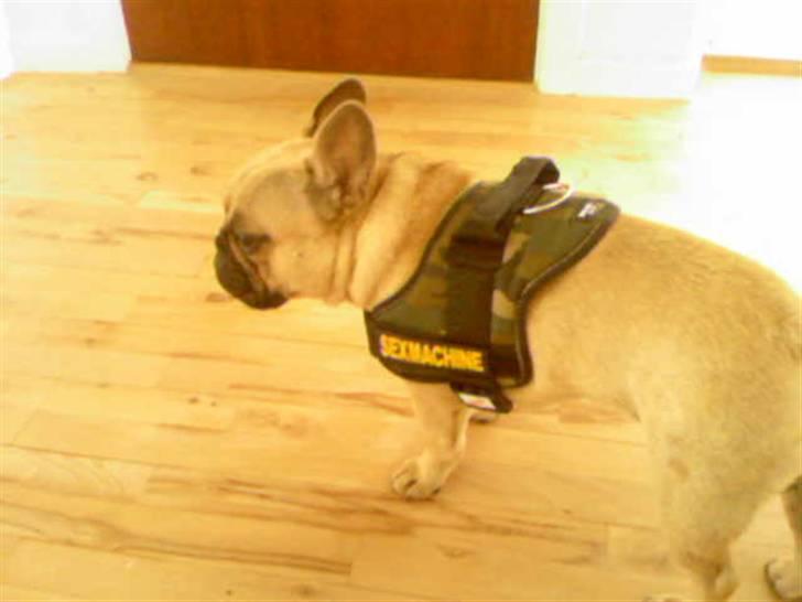 Fransk bulldog Ludvig - Ludvig, nu som sexmachine. billede 5