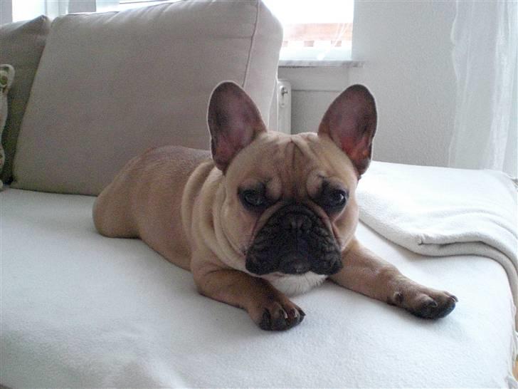 Fransk bulldog Ludvig billede 6