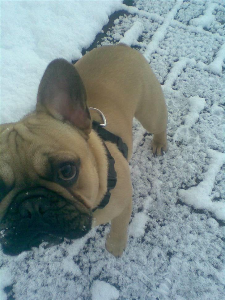 Fransk bulldog Ludvig - Ludvig i sne vejr. billede 7