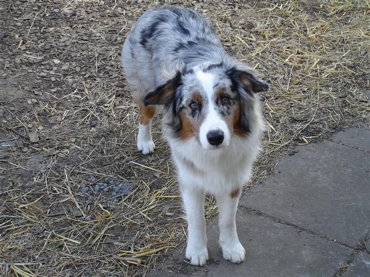 Australian shepherd Saphira - hejsa her er jeg billede 1