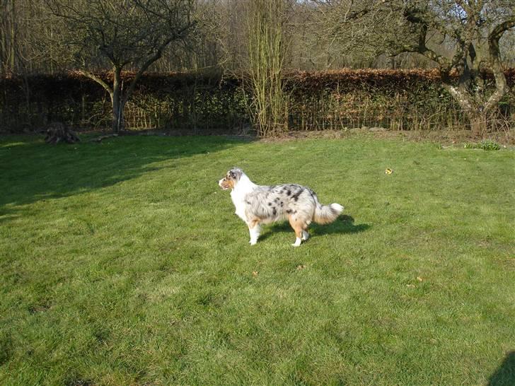 Australian shepherd Saphira - saphi i haven billede 2