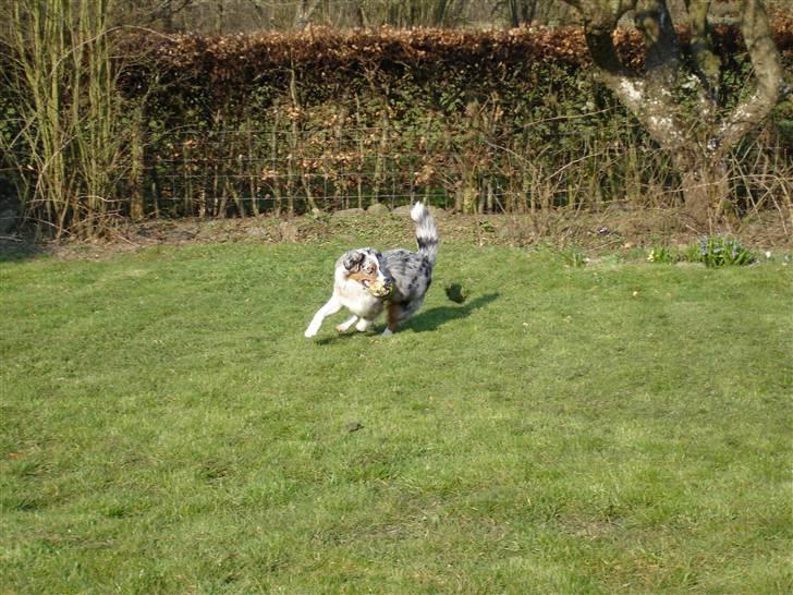 Australian shepherd Saphira - saphi leger billede 3