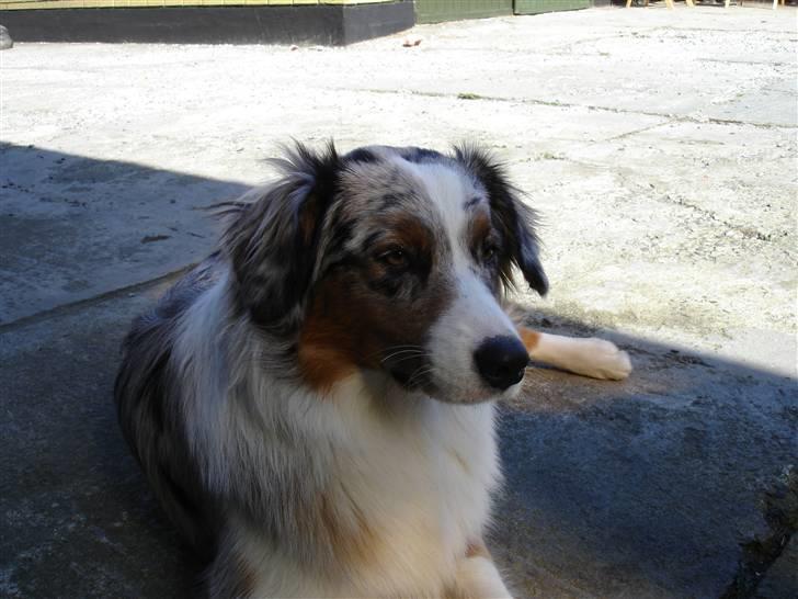 Australian shepherd Saphira - sidder lige og tænker lidt billede 4