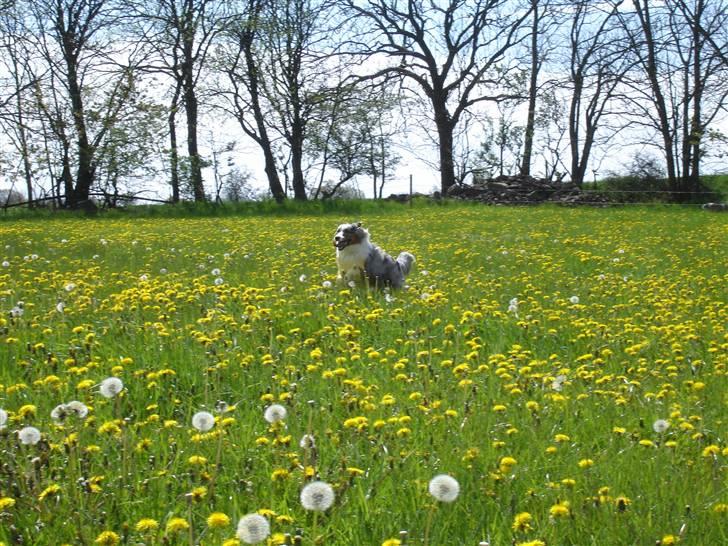 Australian shepherd Saphira - skønt at løbe på marken billede 5