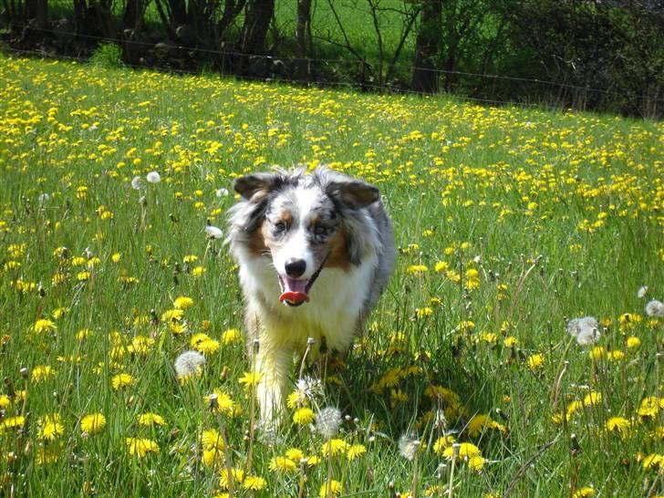 Australian shepherd Saphira - fuld fart derudaf over mælkebøtte marken billede 6