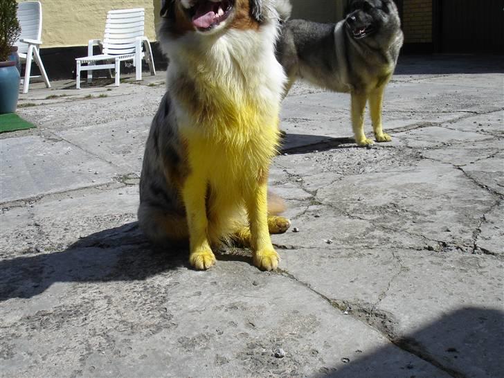 Australian shepherd Saphira - en lille påske kylling billede 7