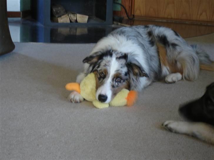 Australian shepherd Saphira - en kæle and billede 8