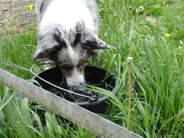 Australian shepherd Saphira - når man puster med næsen i vandet kommer der bobler.. tosse billede 9