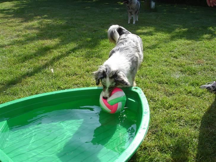 Australian shepherd Saphira - store bold skal også svømme billede 10
