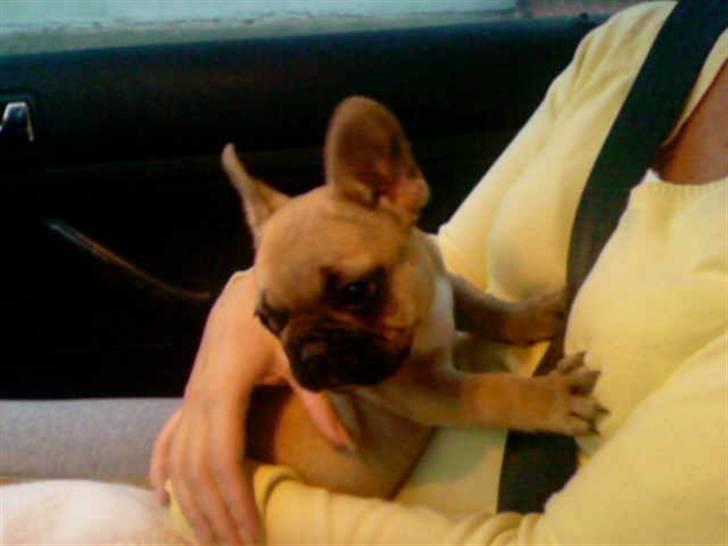 Fransk bulldog Ludvig - Første billede af ham da vi hentede ham. billede 9