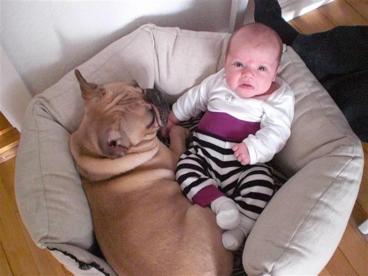 Fransk bulldog Ludvig - Ludvig & Amanda. billede 10