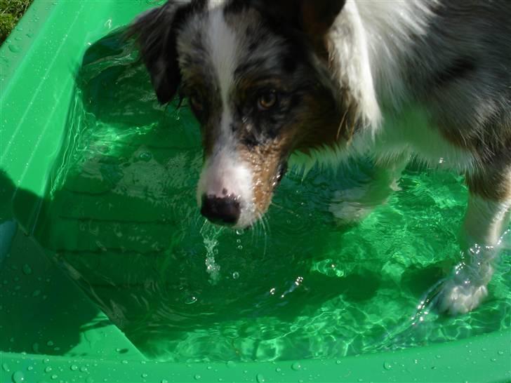 Australian shepherd Saphira - en vandhund hehe billede 11