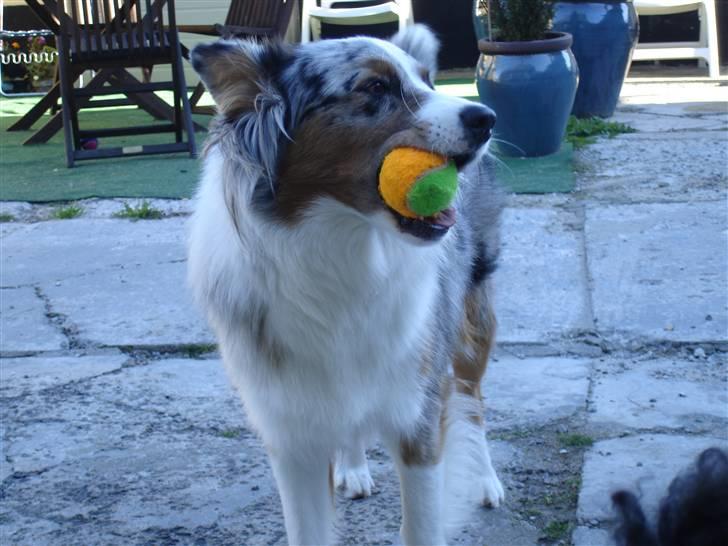 Australian shepherd Saphira - Der er nu ikke noget så godt som bolde billede 12