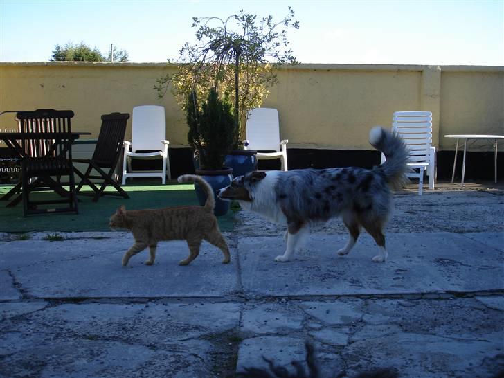 Australian shepherd Saphira - kongens efterfølger.. billede 13