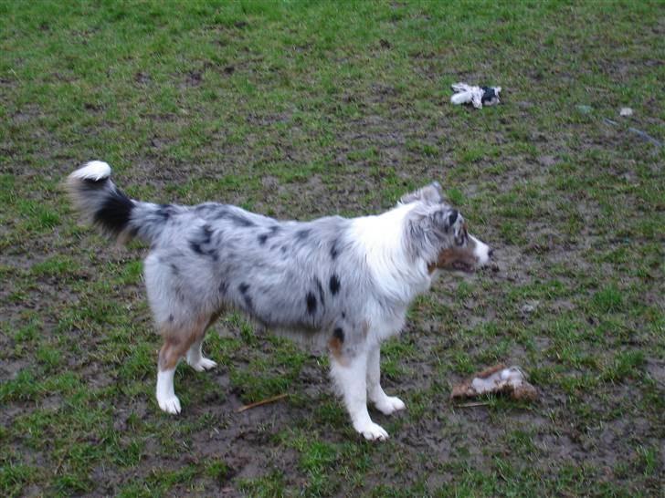 Australian shepherd Saphira - Hvad skal jeg nu finde på billede 14