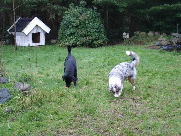 Australian shepherd Saphira - saphi leger hos sin ven Balder billede 15