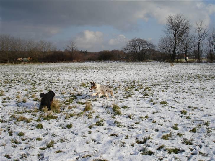 Australian shepherd Saphira - elsker sne billede 16