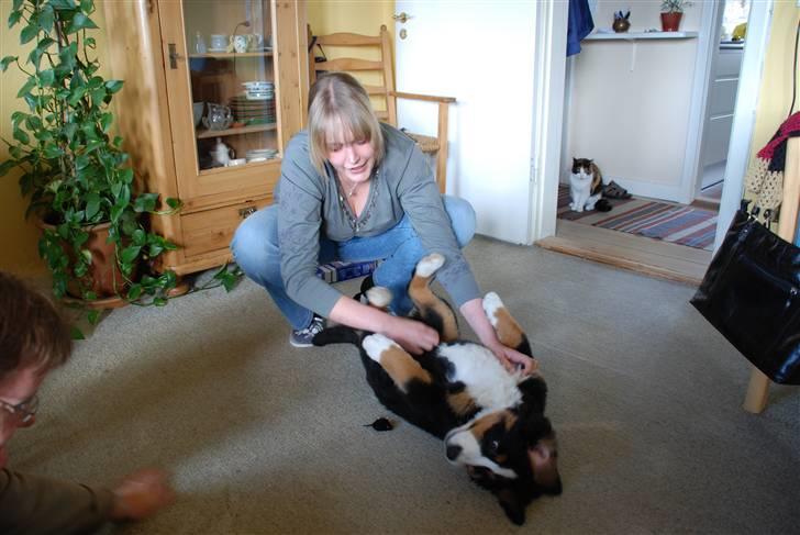 Berner sennenhund Anton - Åhhh ja det er skønt:-) billede 17