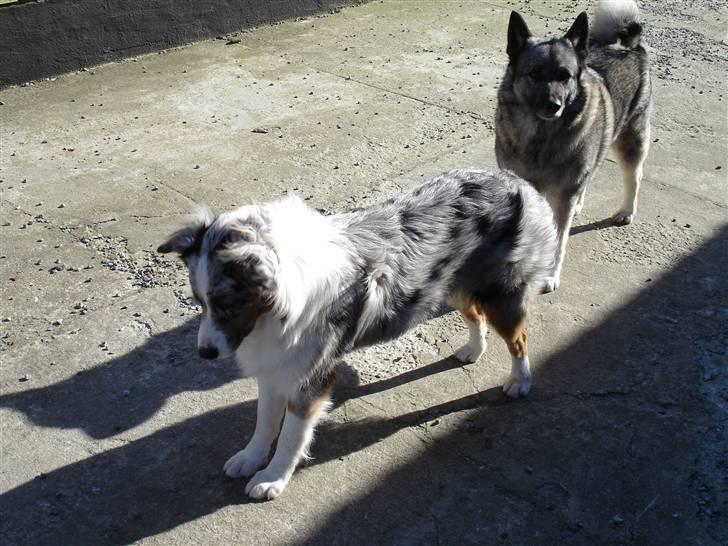 Australian shepherd Saphira - hovsa.. billede 17