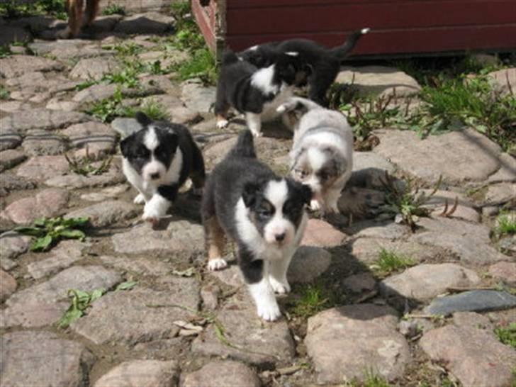 Australian shepherd Saphira - mig og mine søskende billede 18
