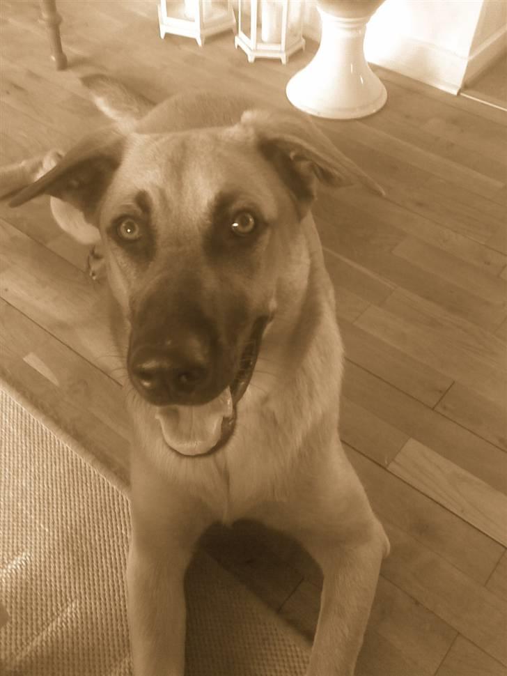 Blanding af racer Mika billede 9