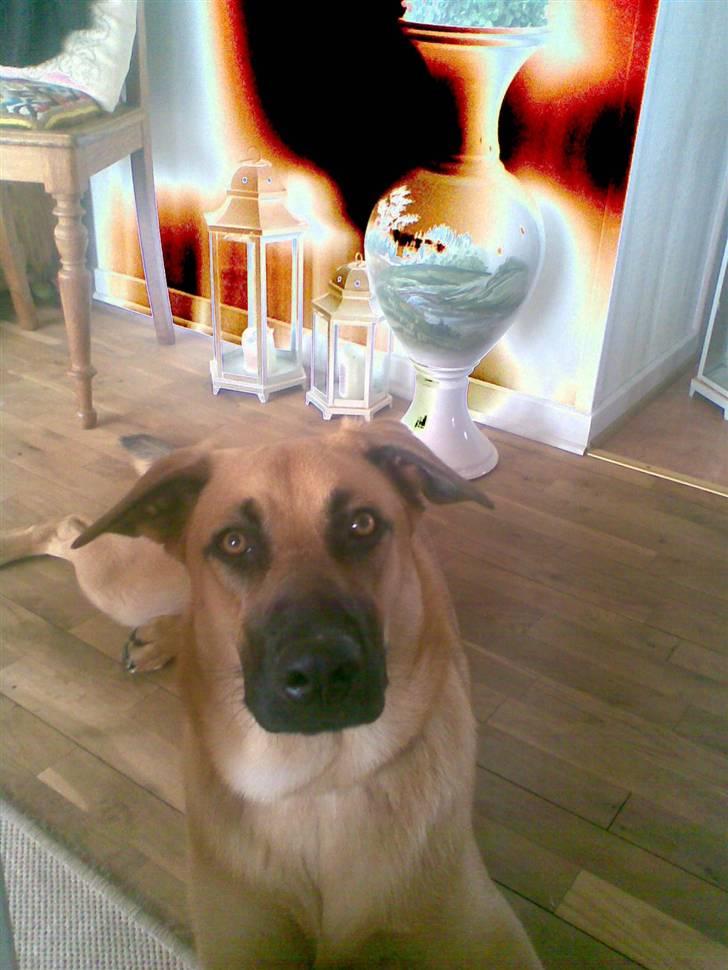 Blanding af racer Mika billede 10