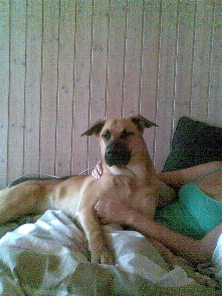 Blanding af racer Mika billede 11