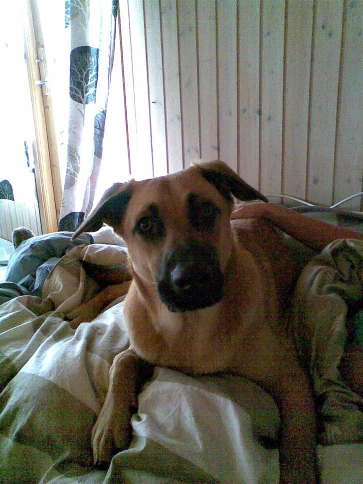 Blanding af racer Mika billede 12