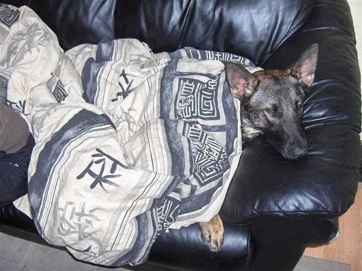 Schæferhund Fjolle billede 12