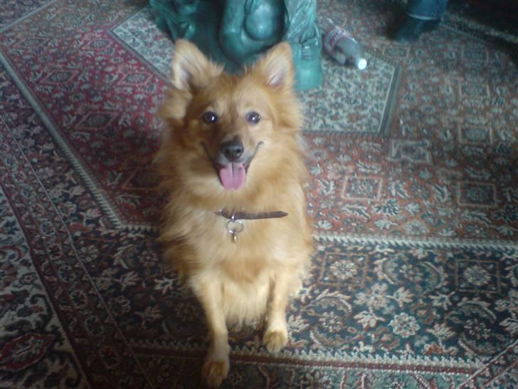 Blanding af racer Viggo billede 2