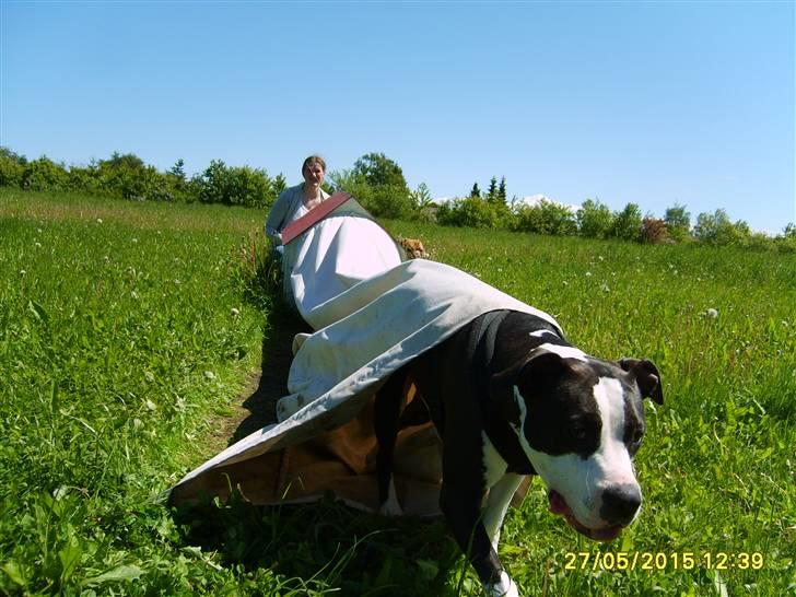 Amerikansk staffordshire terrier Trunte - igennem tunnelen billede 11