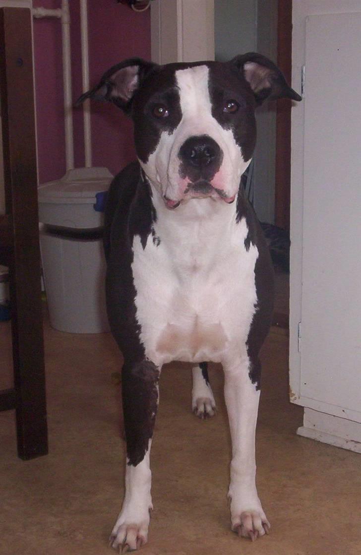 Amerikansk staffordshire terrier Trunte - min gamle veninde Pippi billede 12