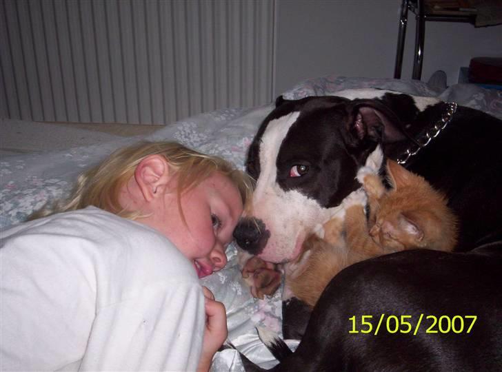 Amerikansk staffordshire terrier Trunte - Min første kæreste Cujo billede 13