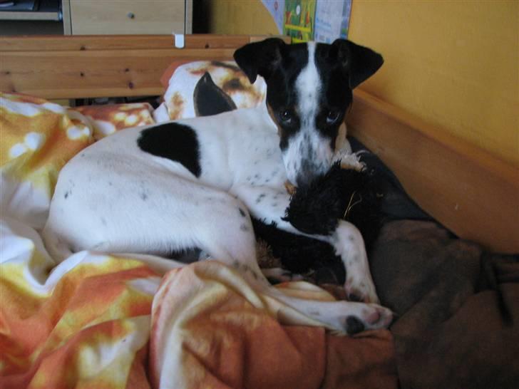 Blanding af racer Spottie <3 *R.I.P*  - med sin bamse <3 billede 5