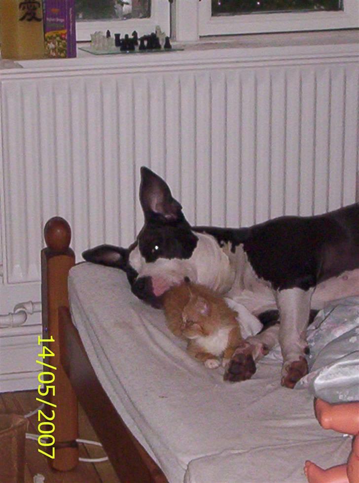 Amerikansk staffordshire terrier Trunte - Min hvalp og kæreste Seiko billede 14