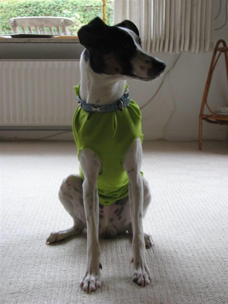 Blanding af racer Spottie <3 *R.I.P*  - haha x. billede 6