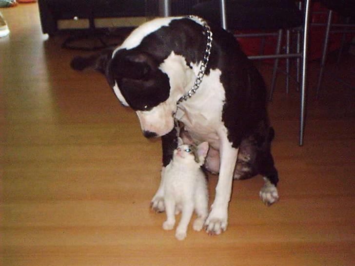 Amerikansk staffordshire terrier Trunte - Min gode ven Rocky der hjælper og støtter mig i alt godt som dårrligt billede 15