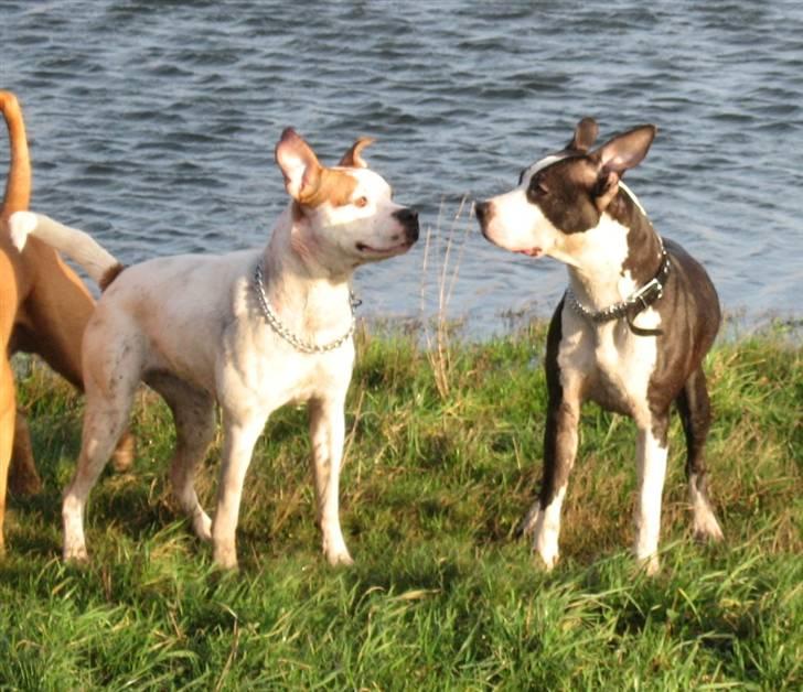 Amerikansk staffordshire terrier Trunte - Mig og min gamle bofælle Kira billede 16